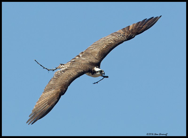 _4SB9664 osprey with nesting material.jpg